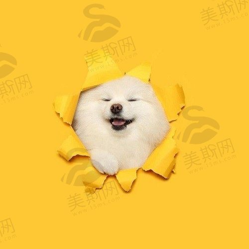 太阳花