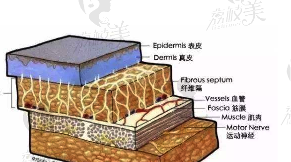 皮肤层次示意图