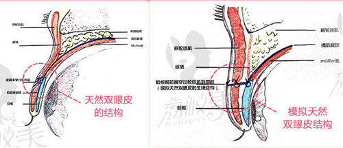 成都悦好医疗美容医院陈国双