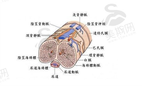 生物补片增粗<span style=