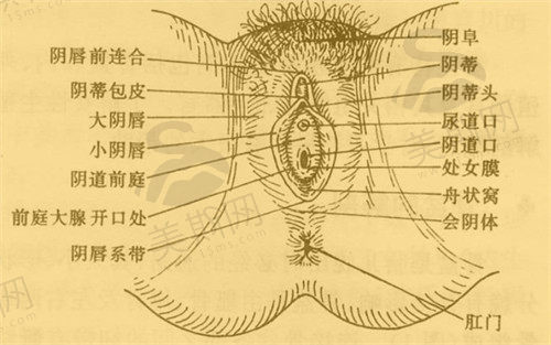 阴唇一大一小怎么办？