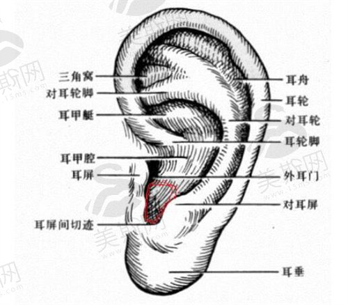 再造耳和真耳朵有多像？