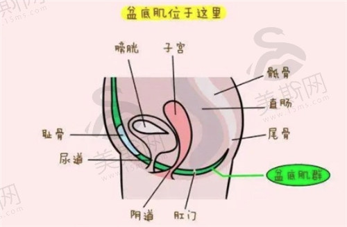 八爪鱼紧缩术作用管多少年？