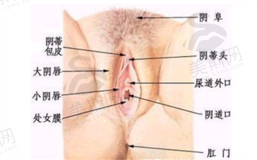 阴唇矫正需要多少钱？