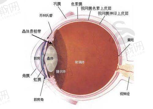 王红眼科医生手术价格收费