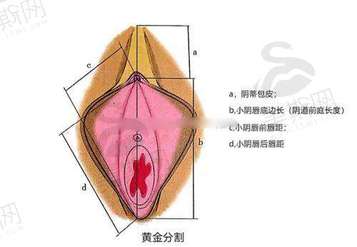 深圳口碑更好的整容医院