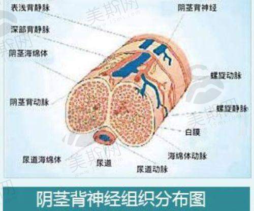 二、武汉艺星谭琳医生团队：明星医师的技术实力
