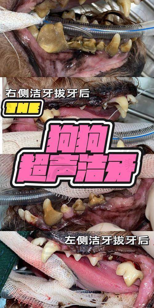 河北邯郸牙卫士口腔门诊价格表