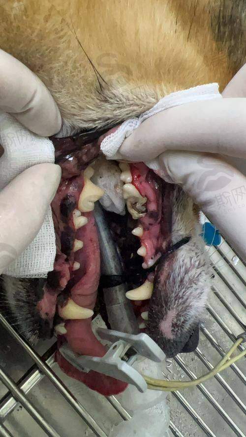 云南玉溪牙博仕口腔医院预约挂号