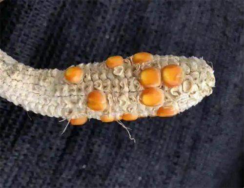 رĤƼѡ