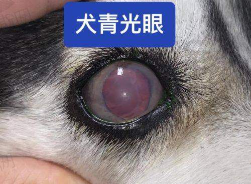 孔祥梅医生执医荣誉