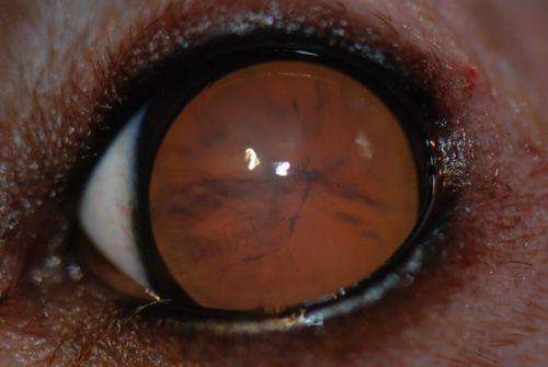 季樱红医生预约挂号