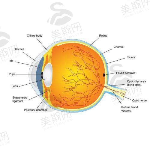 季樱红医生擅长项目