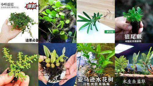 贵州贵阳利美康整形口腔医院诊疗项目